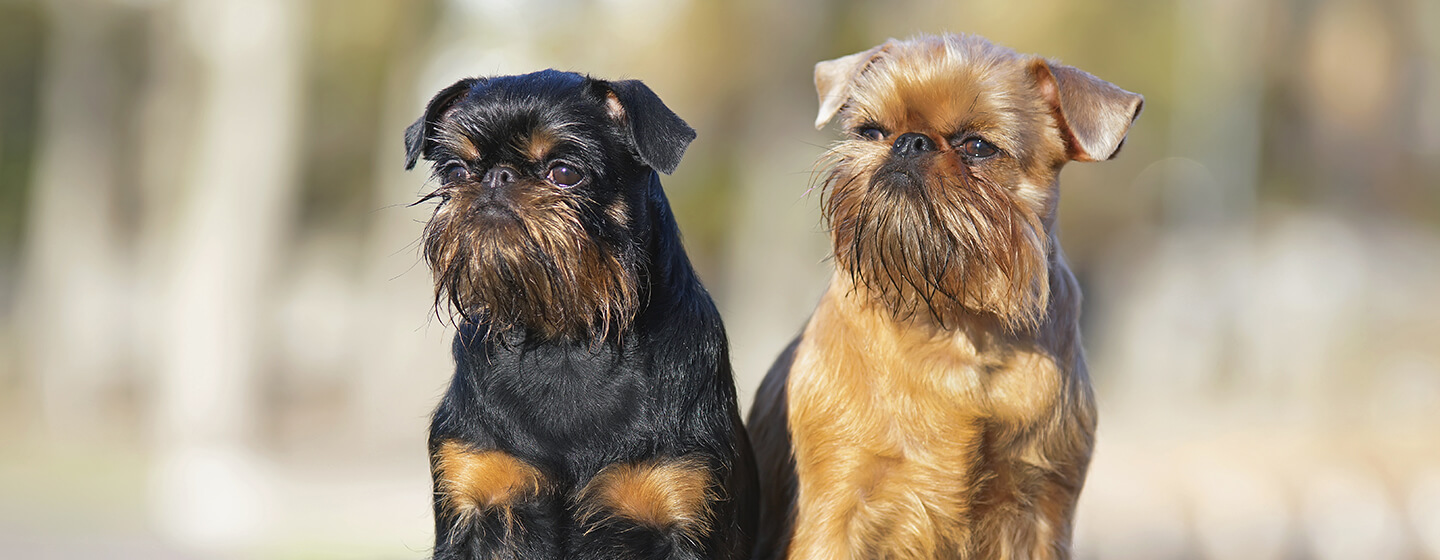 Two dogs sitting side by side