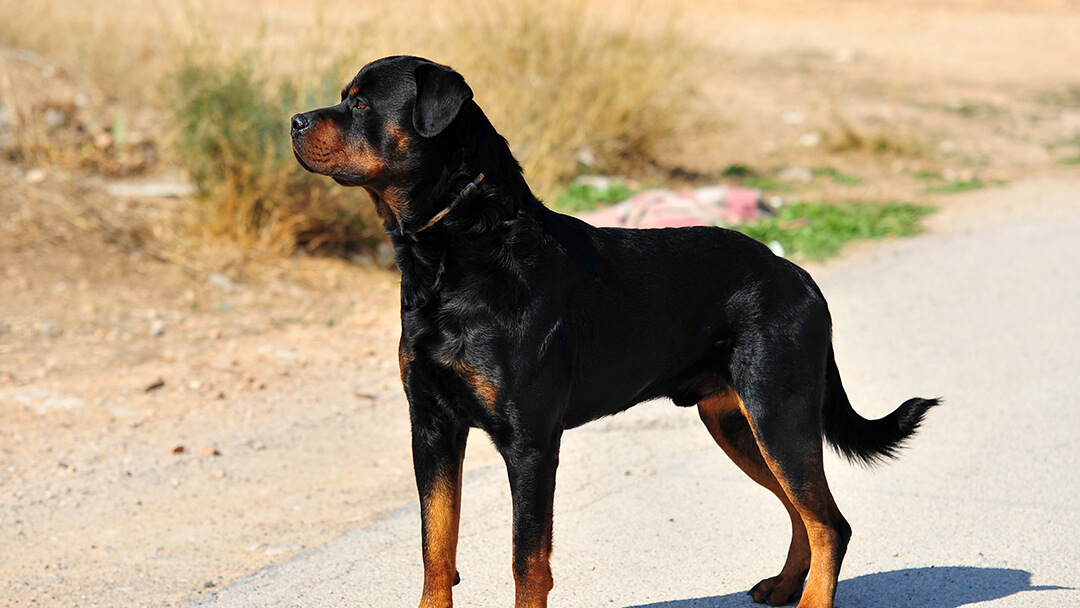 Dog looking into distance