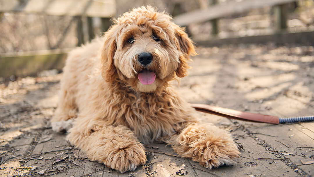 Dog laying on wooden deck