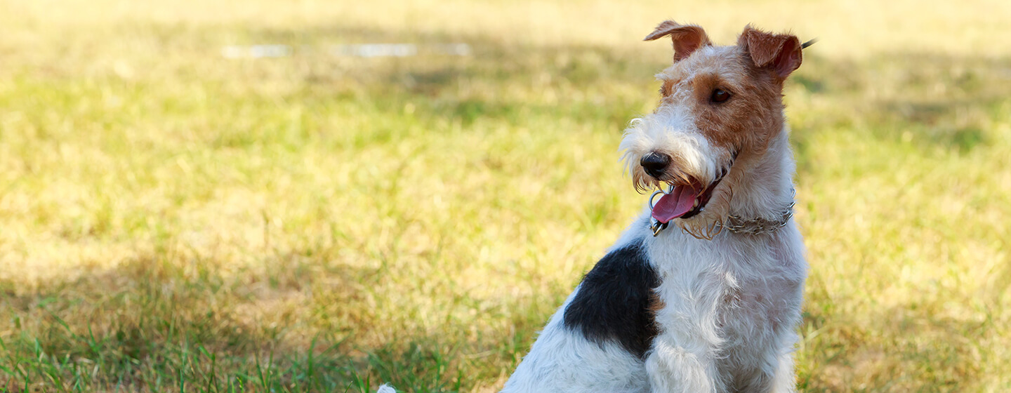 Dog sitting in field