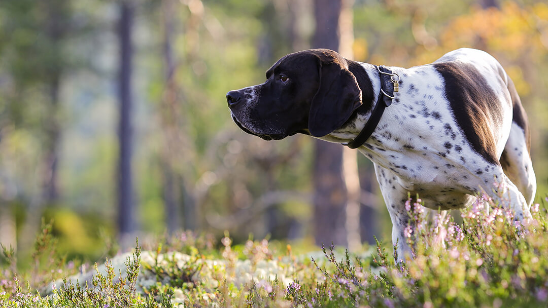 Dog sniffing in the woods