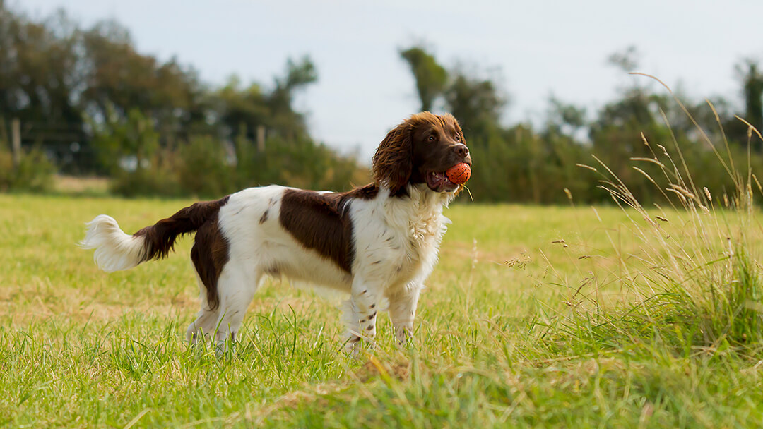 Dog standing with ball toy in field