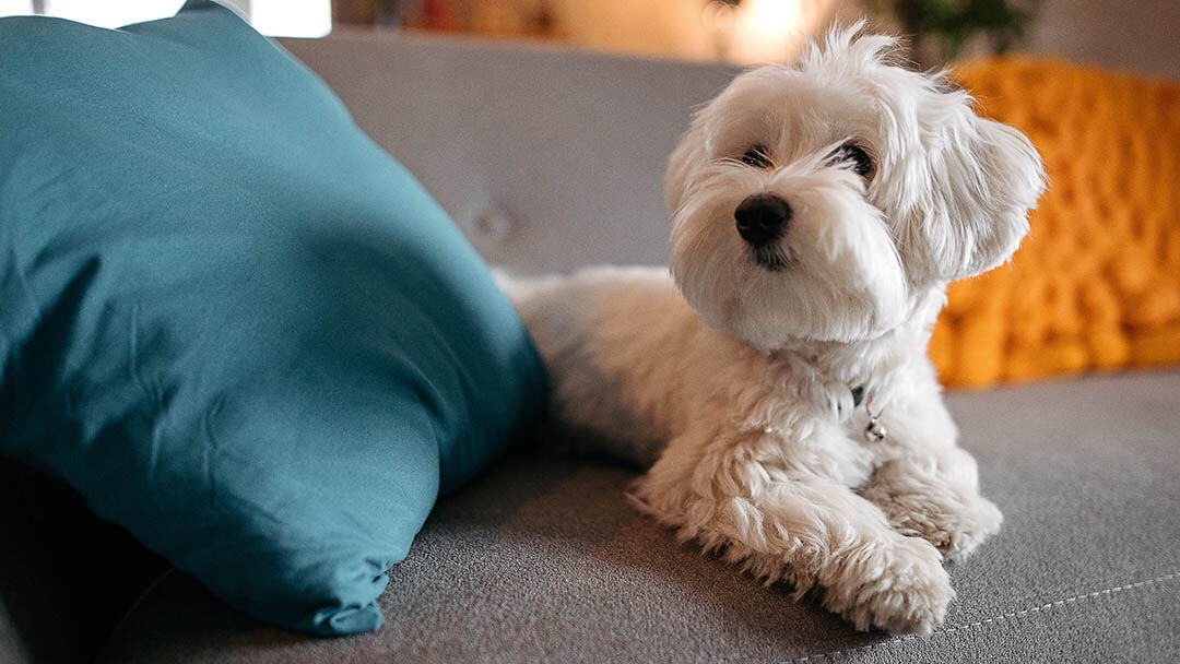 Dog laying on grey sofa.