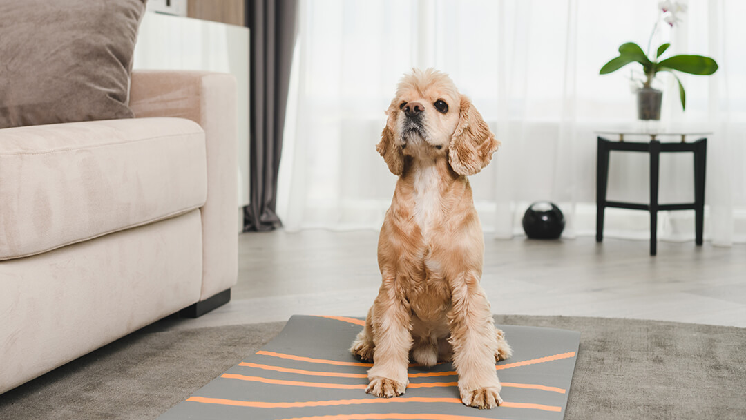 Dog sitting on yoga mat