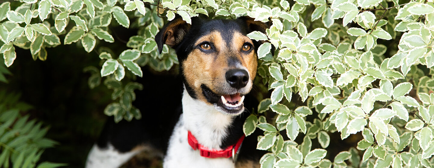 Dog sitting in shrubs