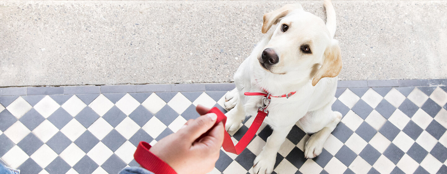 Dog sitting on doorstep with red lead