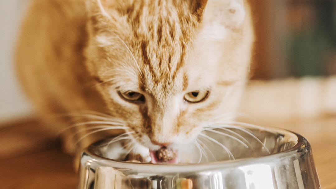 Ginger cat eating from bowl