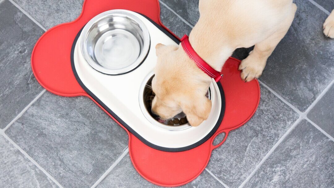 Dog eating from bowl