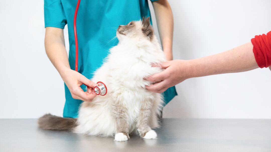 Fluffy cat being checked by a vet.