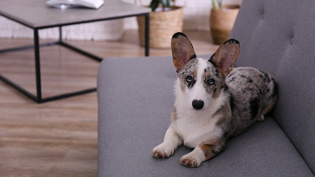 Dog laying on grey sofa