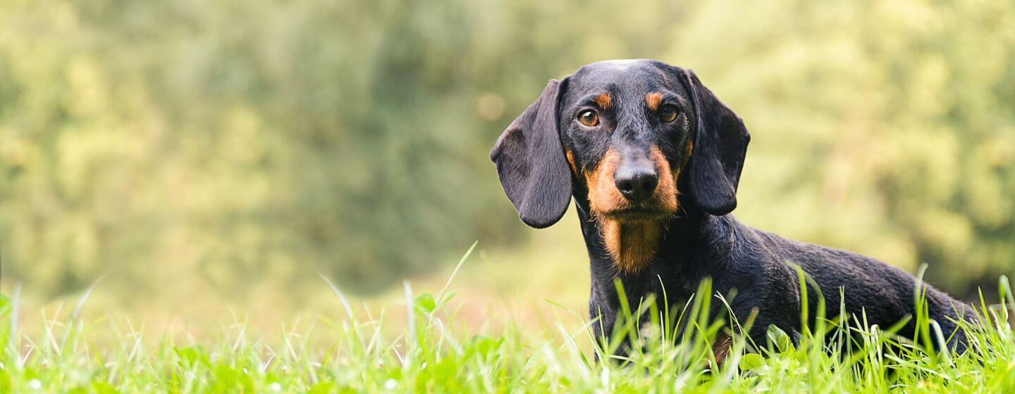 12 Dog Breeds With Long Noses: Dachshund, Greyhounds, and More