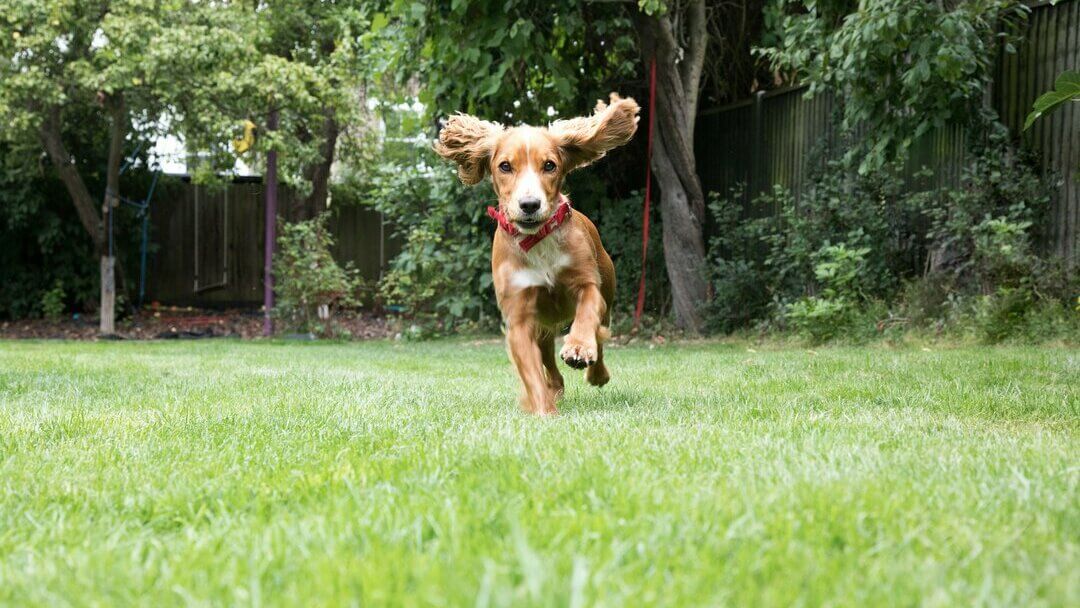 Puppy running in garden