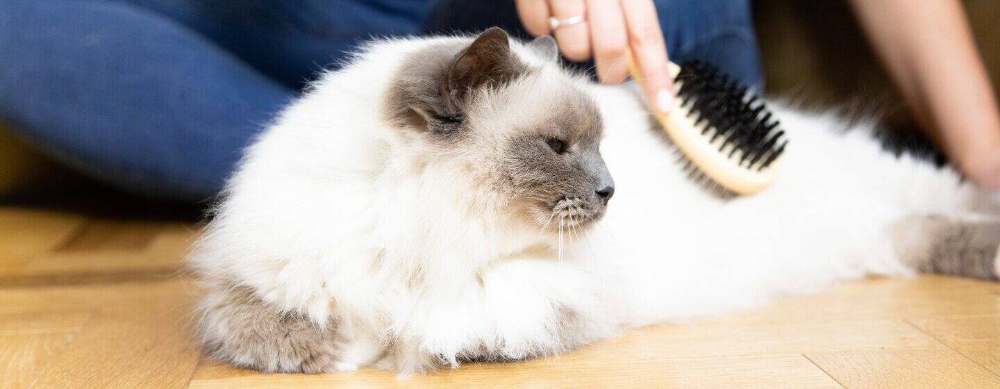 white cat being brushed