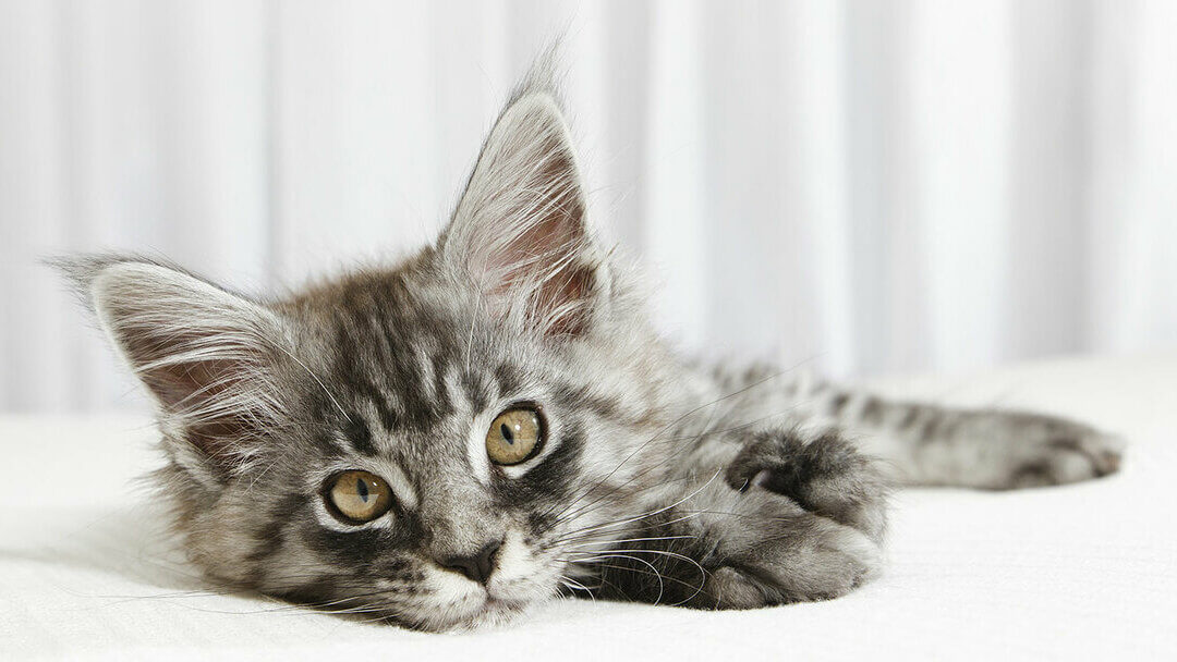 small kitten lying on a white bed