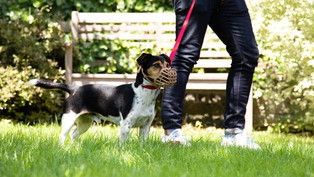 dog wearing a muzzle on a lead