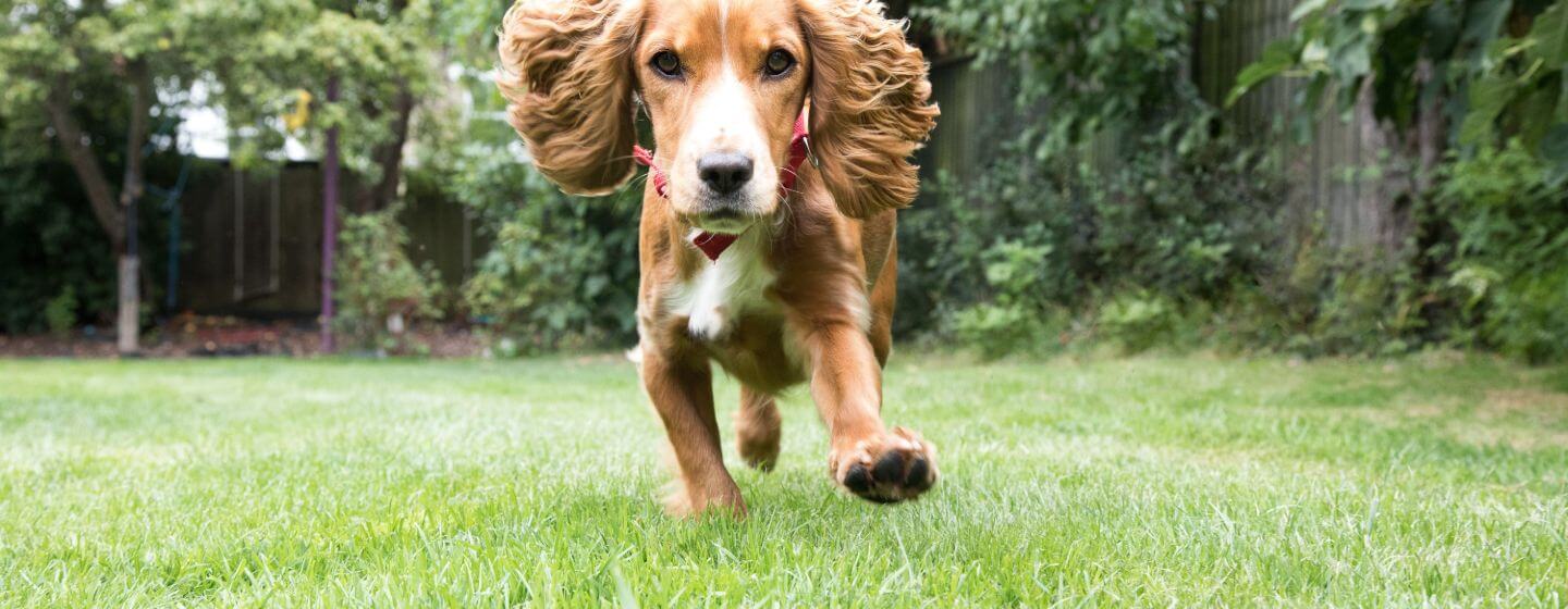 Puppy running in a garden