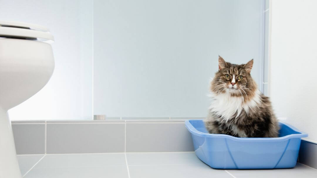 cat sitting in a blue litter box in the bathroom