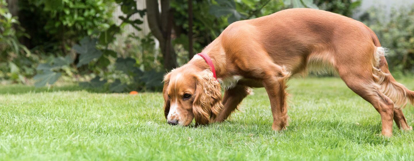 7 Nosework Games for Dogs: Stimulate Your Dog Through Scentwork!