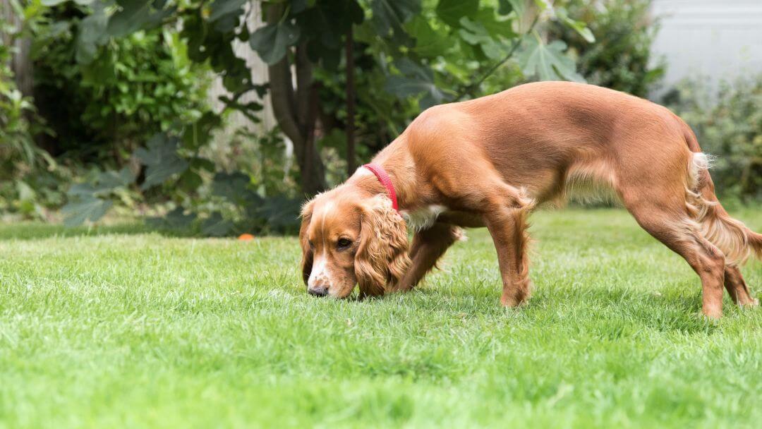 puppy sniffing grass