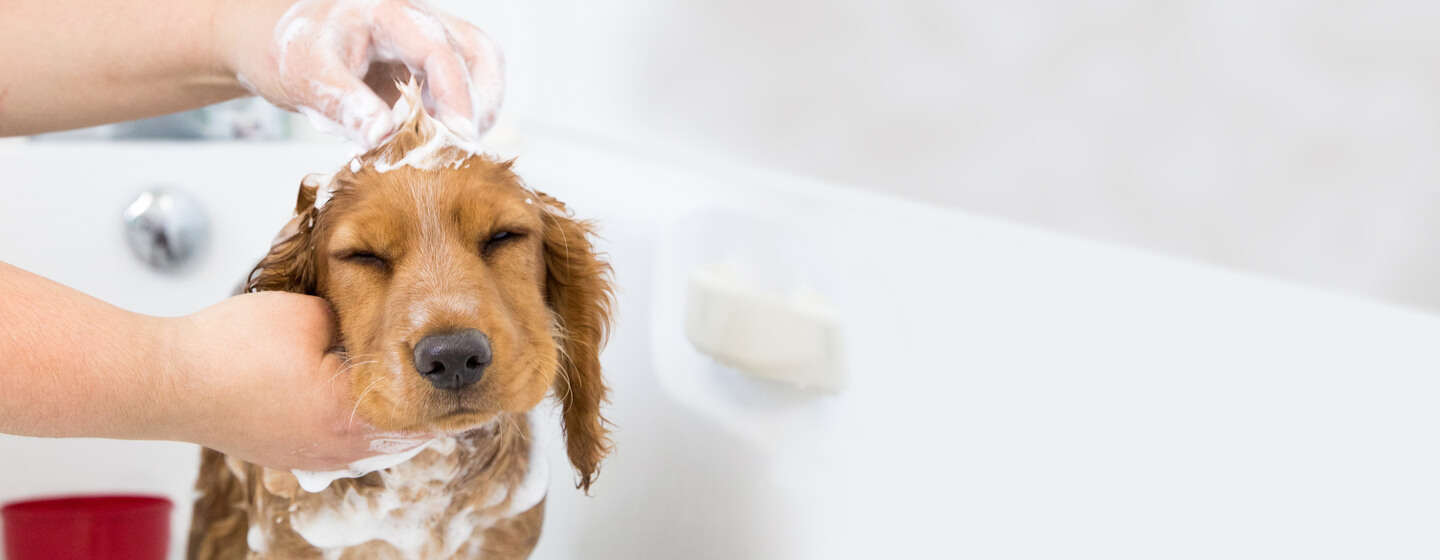 puppy having a bath