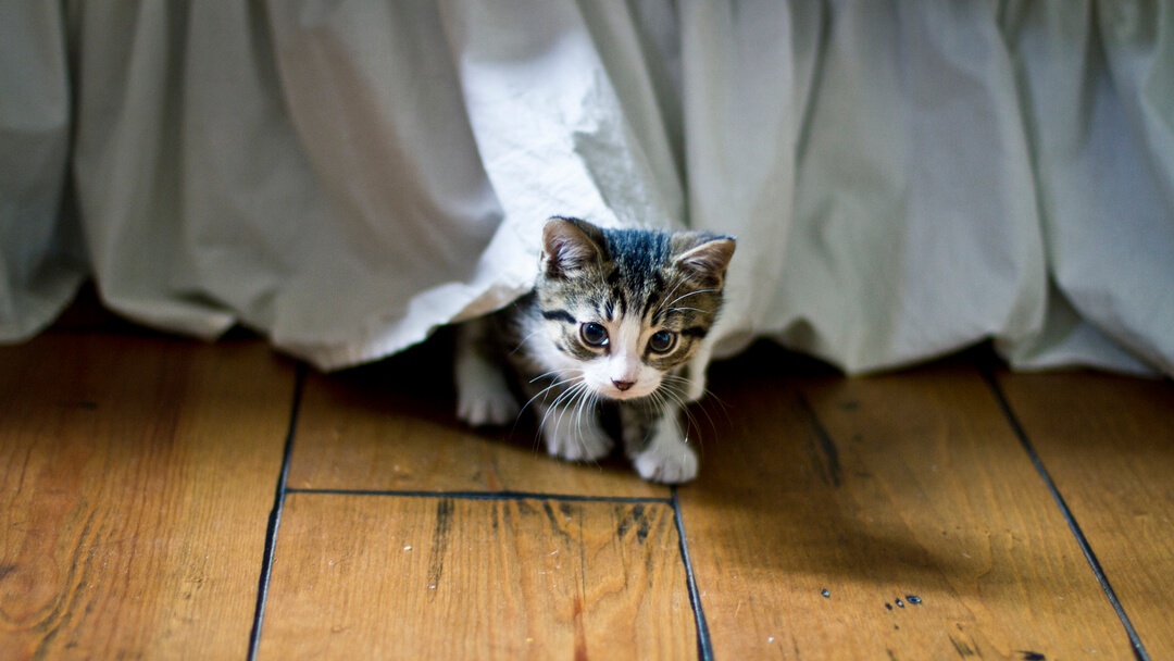 small kitten coming out from under a bed