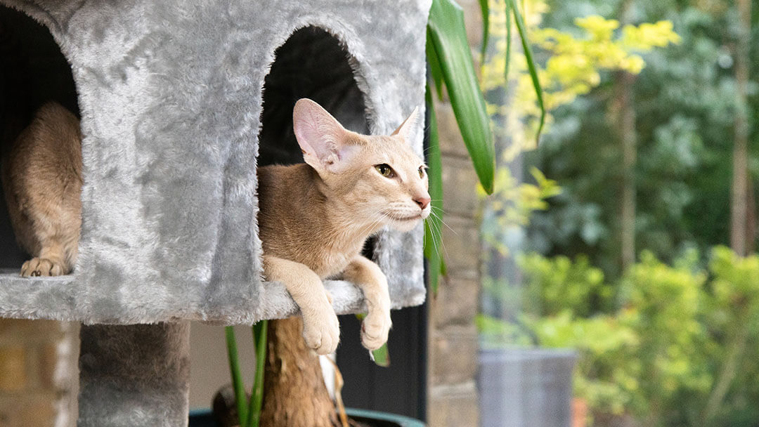 Light furred cat sitting in a grey cat basket.