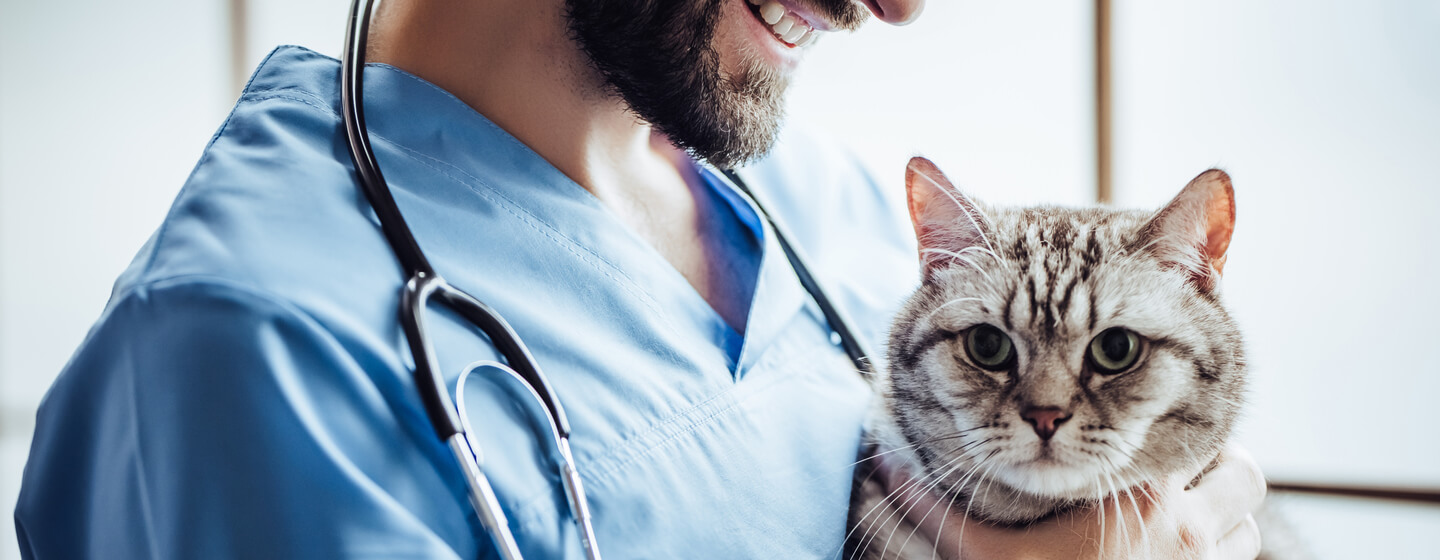 Cat held by vet
