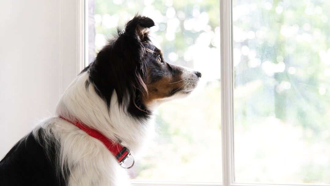 Collie dog sitting inside on a window seat looking outside through the window.