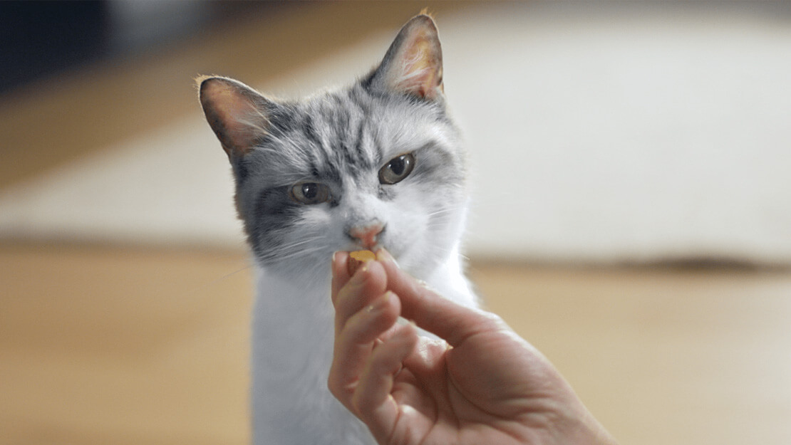 Cat food dental treats listing page