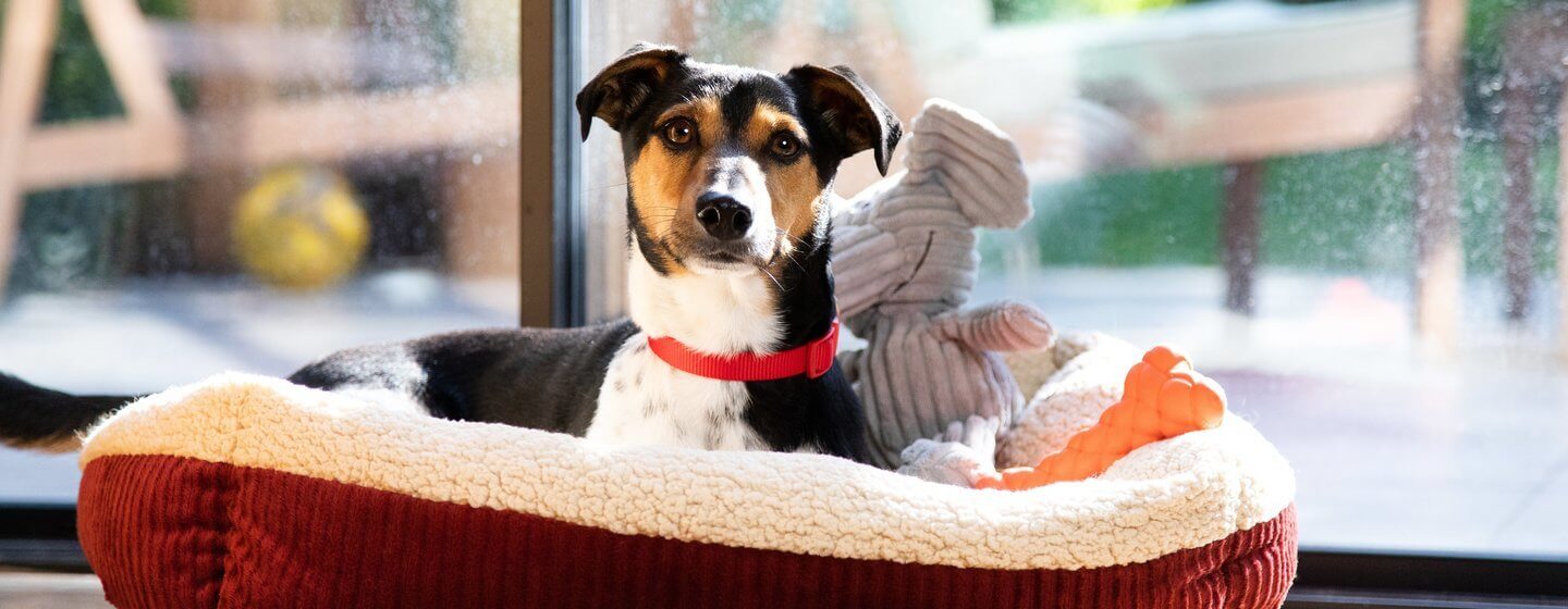 Jack Russell Terrier sitting in dog basket with toy.