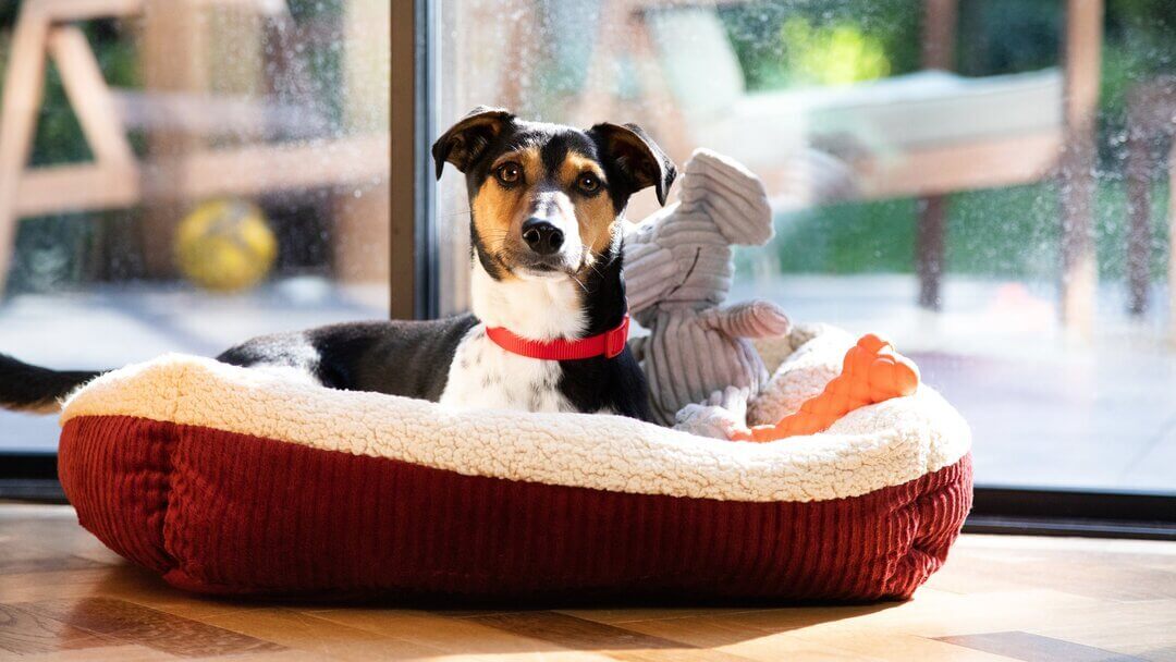 Jack Russell Terrier sitting in dog basket with toy.
