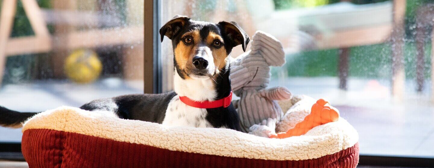 Dog waiting in basket