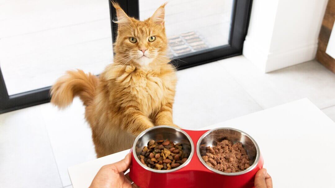 Ginger cat waiting for food