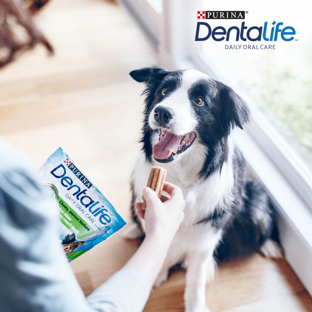 Purina dentalife daily oral care best sale