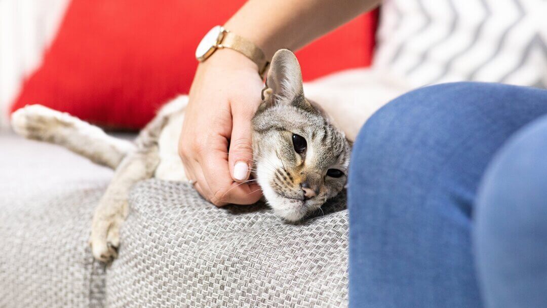 Cat lazing on couch with owner