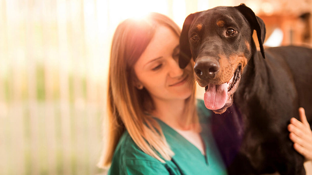 Dog cuddled by owner