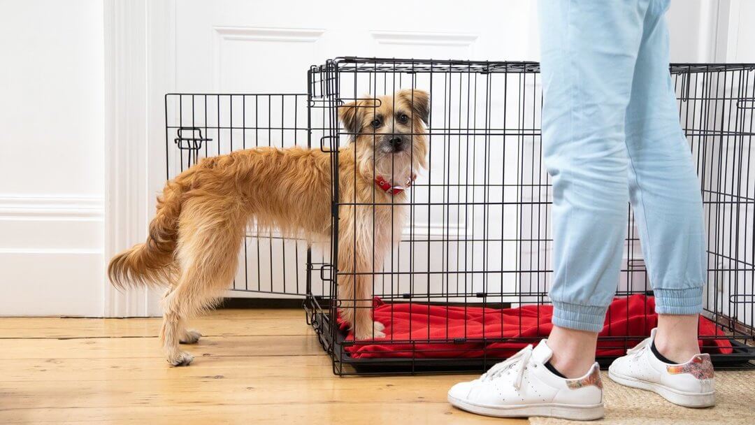 scruffy dog walking into a playpen