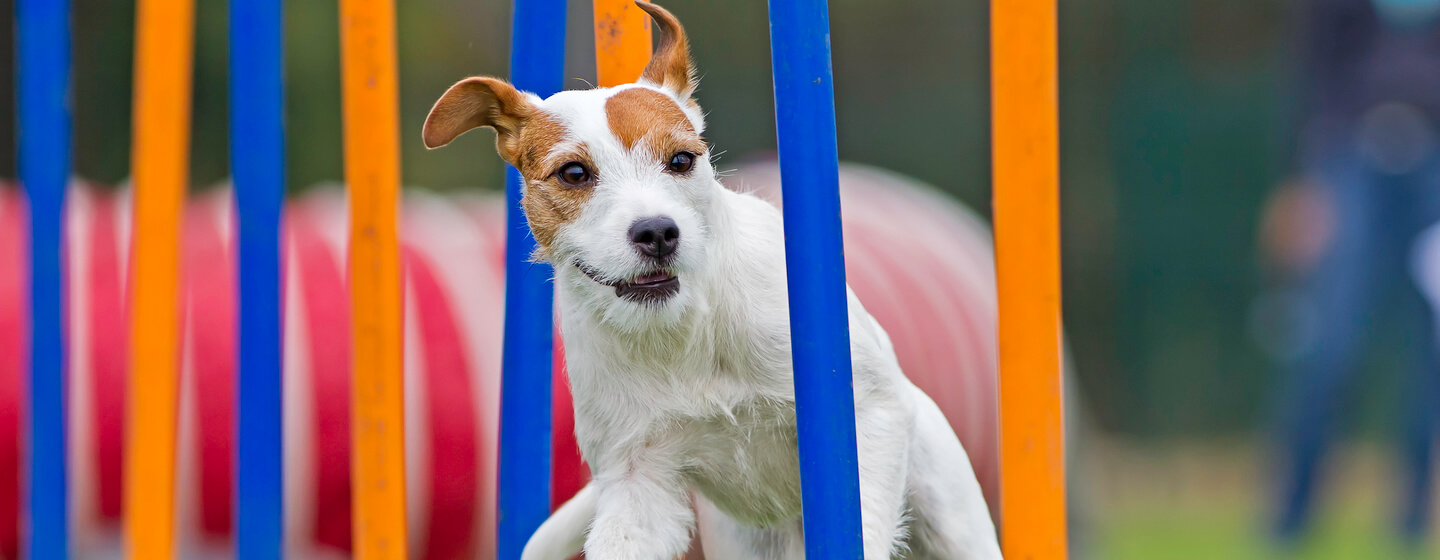 small dog running on an agility course