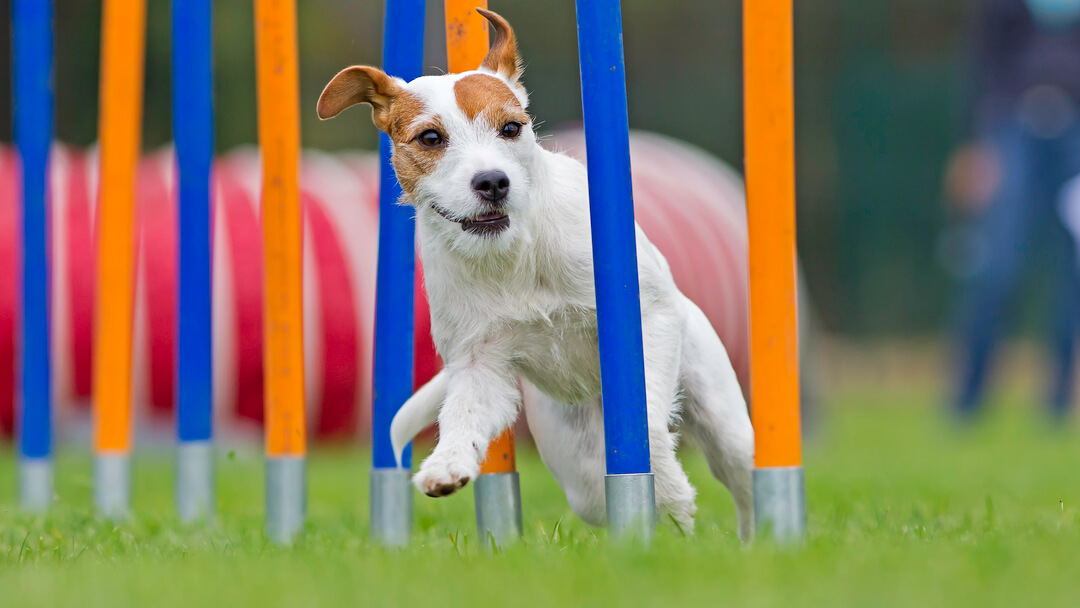 Dog-Friendly Activities