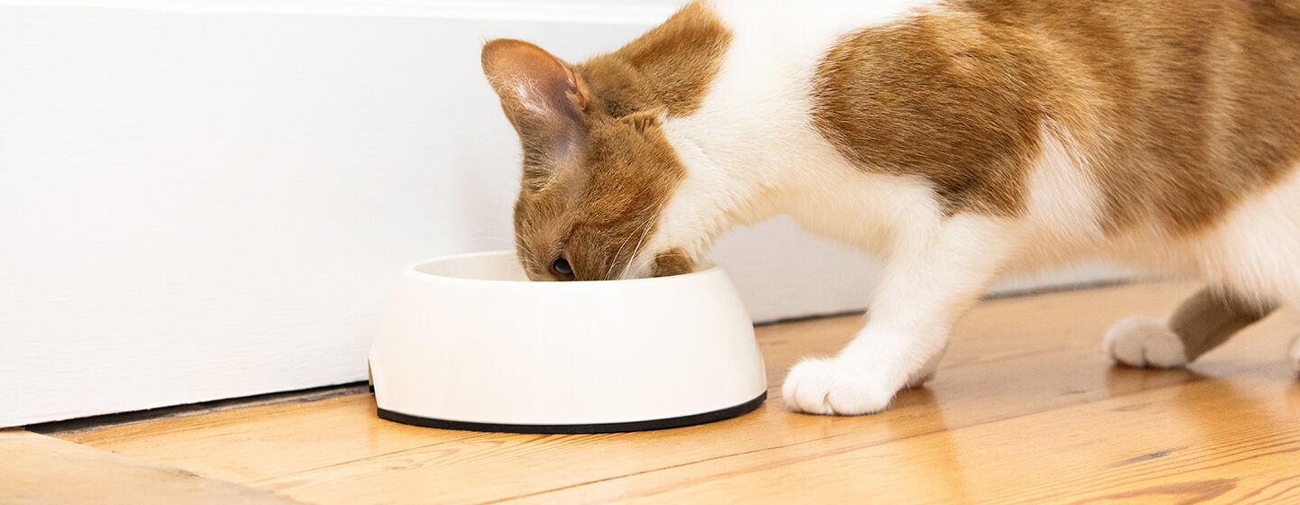 Ginger and white cat eating from a white bowl