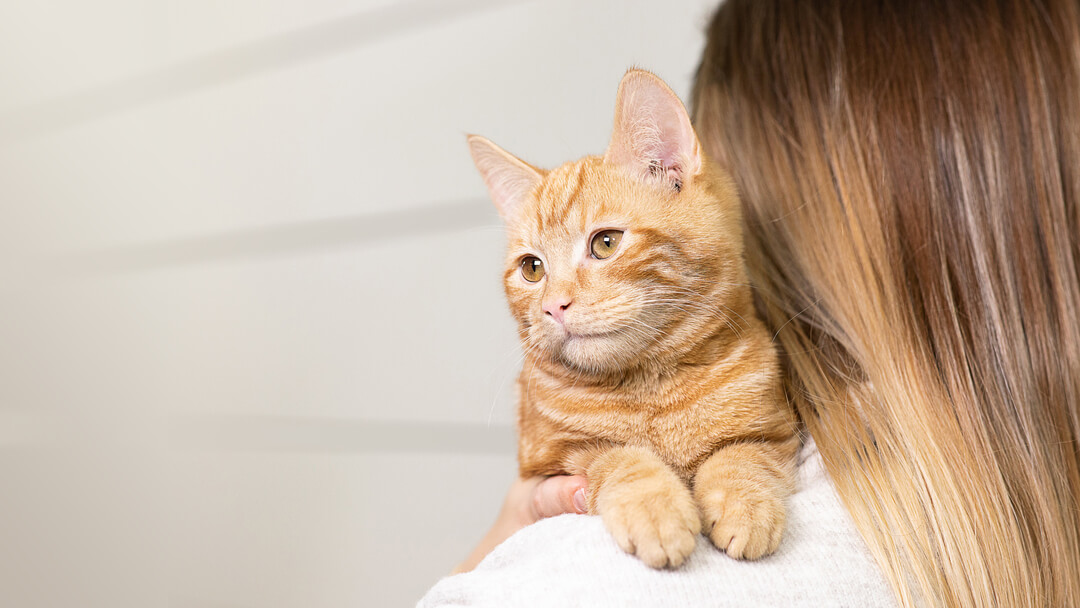 ginger cat on woman's shoulders