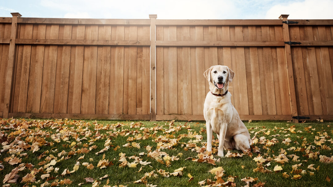 Yellow labrador sitting in a garden surrounded by leaves