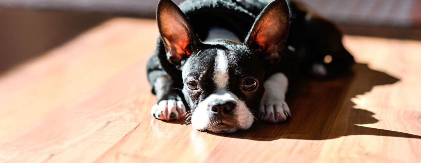 Black French Bulldog puppy lying down.