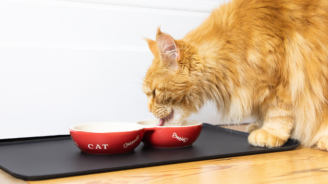 What Do Cats Eat & Are Cats Carnivores? | Purina What Do Cats Eat & Are Cats Carnivores? | Purina