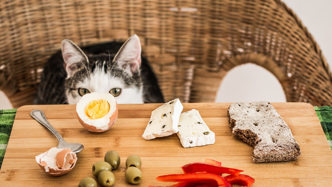 Cat eyeing board of food