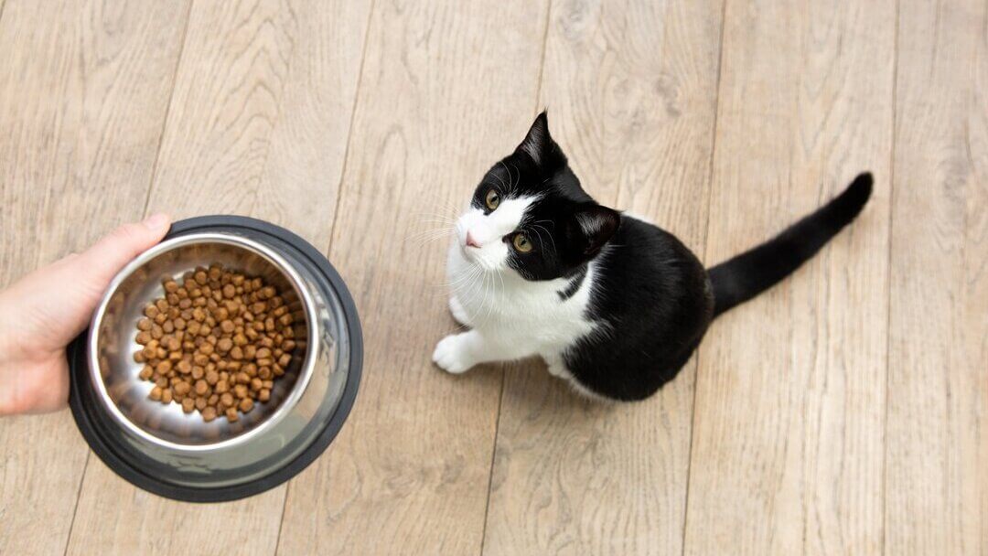 Cat staring up at bowl