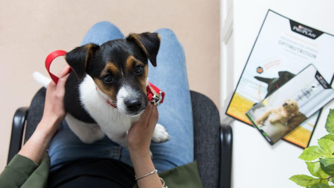 Puppy sitting on lap while waiting at vets