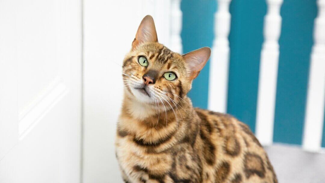 Bengal cat with green eyes and head slightly turned