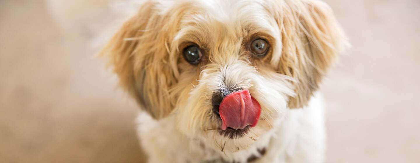 Why do dogs lick?, Dogs licking