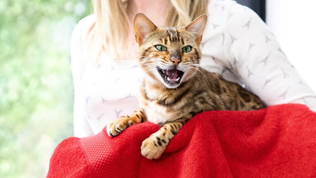 Brown striped cat meowing with mouth wide open and teeth showing.